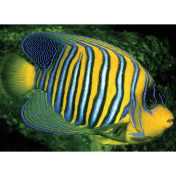 Pygoplites Diacanthus Océan Indien(mer rouge) 8-10 cm